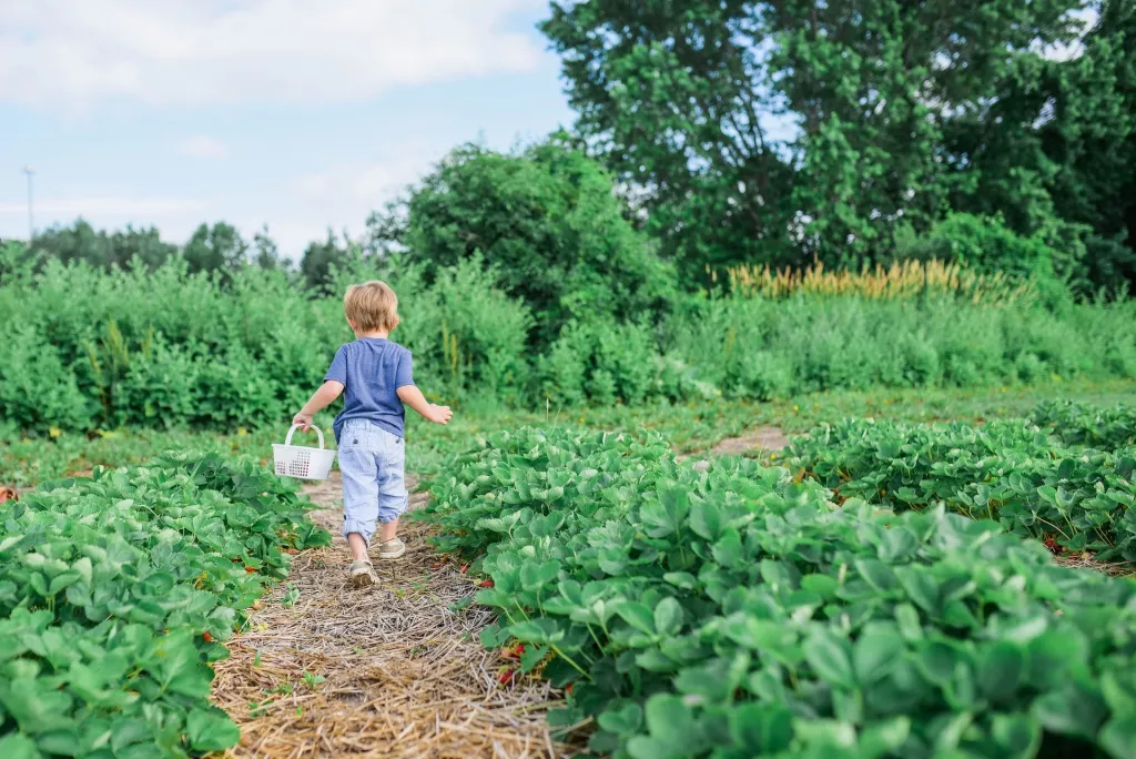 7 Most Profitable Crops For Small Farms In The U K BootstrapBee