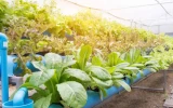 The 13 Most Profitable Aquaponics Crops (2023 Calculation) - 🐝 ...