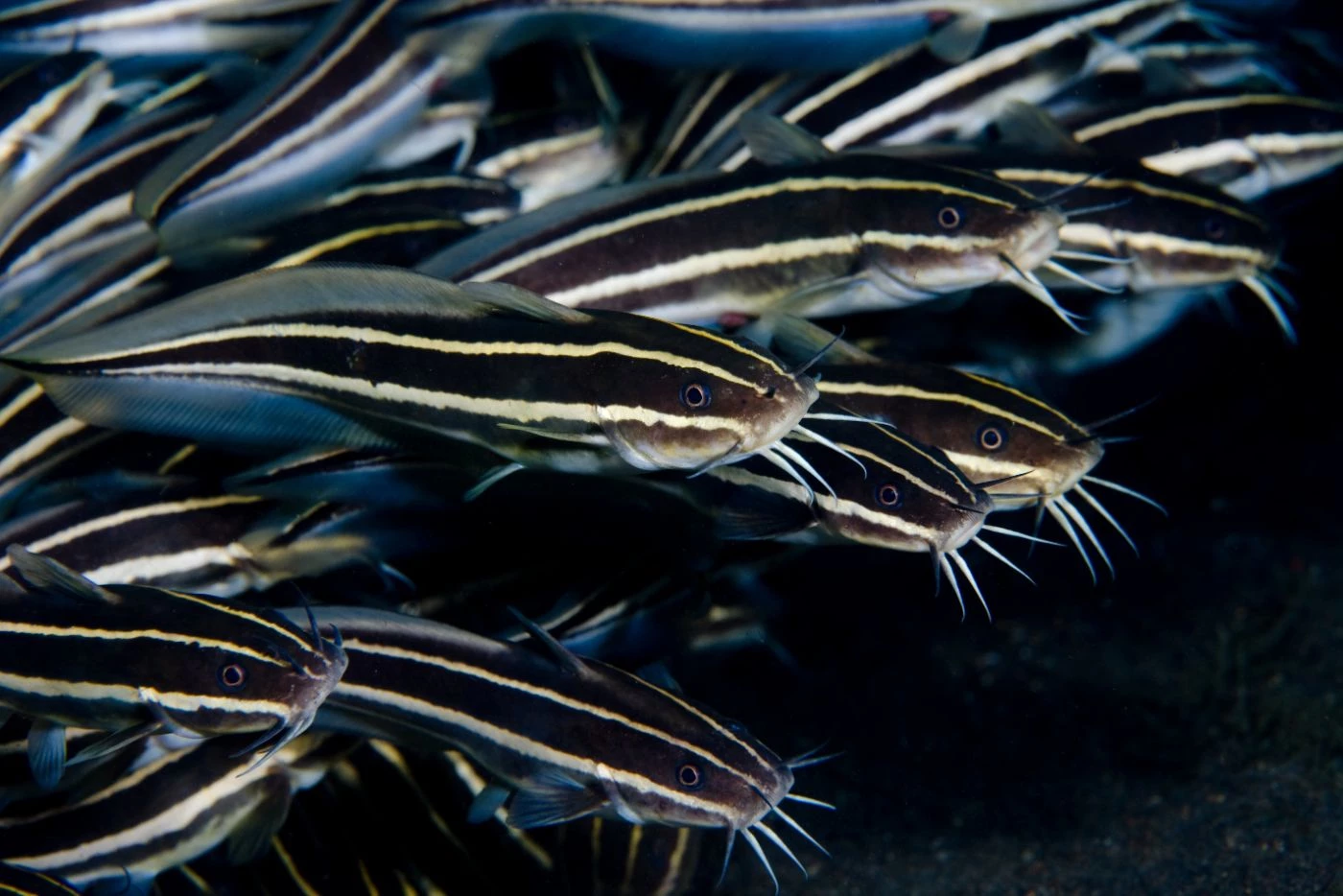 how-much-to-feed-fish-in-aquaponics-with-13-examples-bootstrapbee