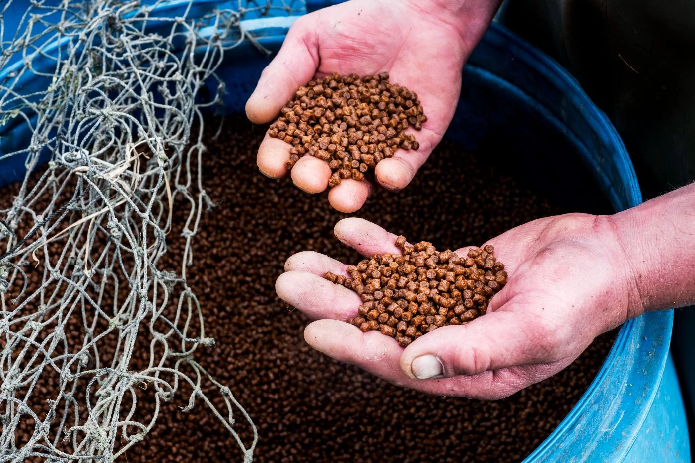 how-much-to-feed-fish-in-aquaponics-with-13-examples-bootstrapbee