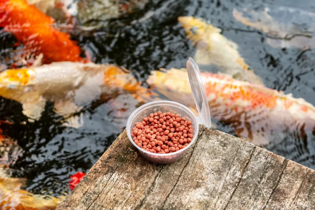 How Much To Feed Fish In Aquaponics