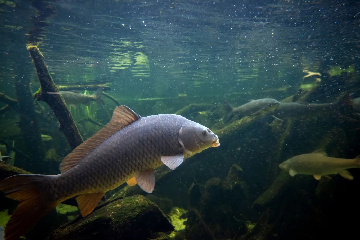 How Much to Feed Fish in Aquaponics (with 13 Examples) 🐝 BootstrapBee