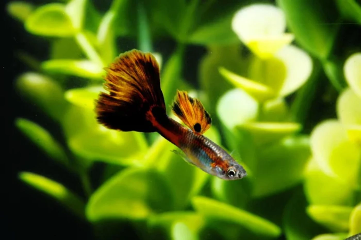 The Best Fish for Indoor Aquaponics (13 Examples) - 🐝 BootstrapBee.com ...