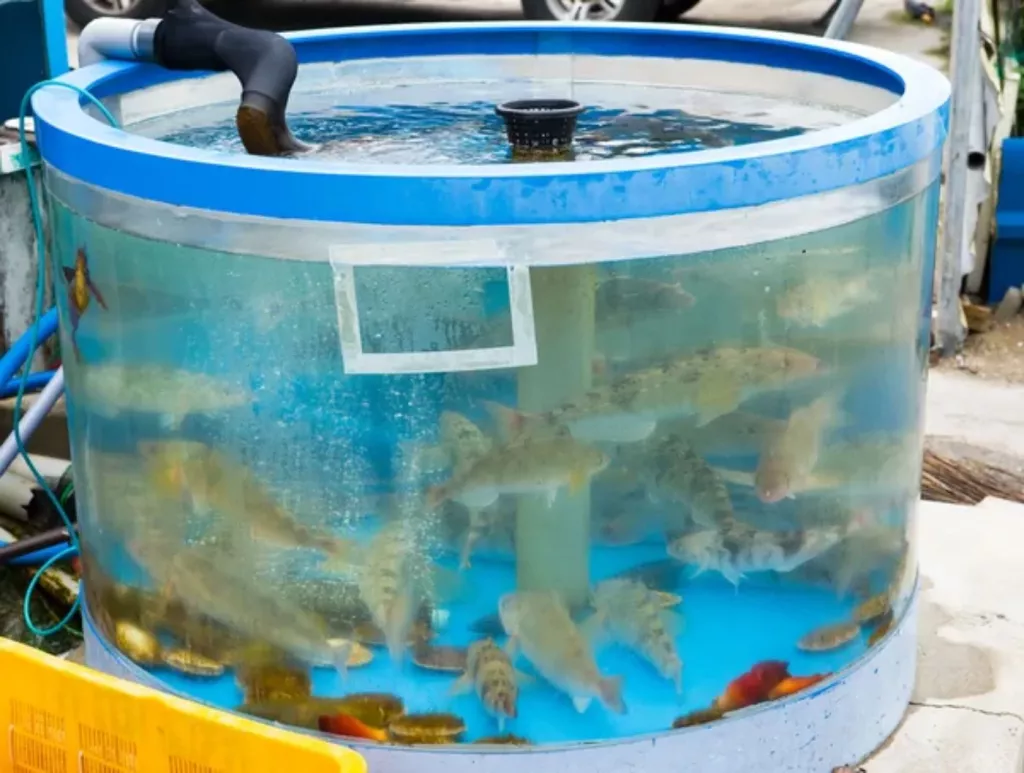 The Best Edible Fish for Aquaponics (13 Examples) 🐝