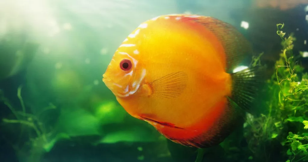 The 13 Most Profitable Fish for Aquaponics in 2023 🐝 Actionable