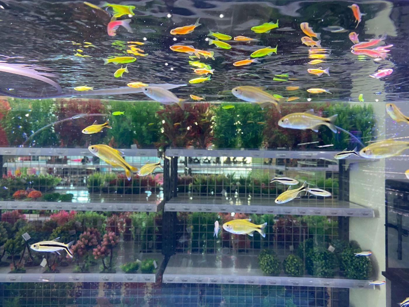 The 13 Most Profitable Fish for Aquaponics in 2023 🐝