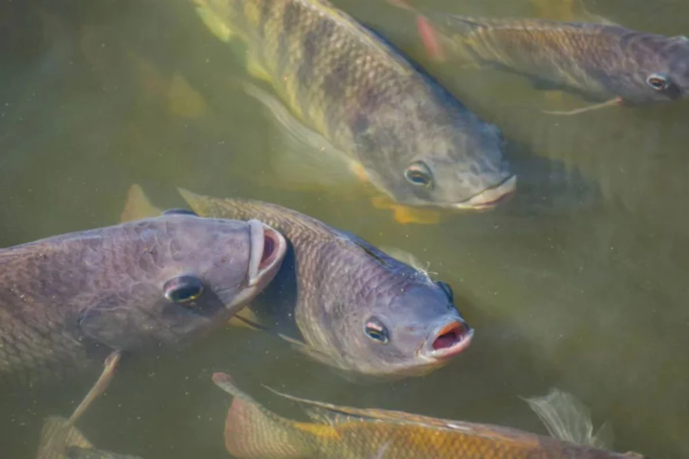 What To Feed Tilapia in Aquaponics & How Much? 🐝