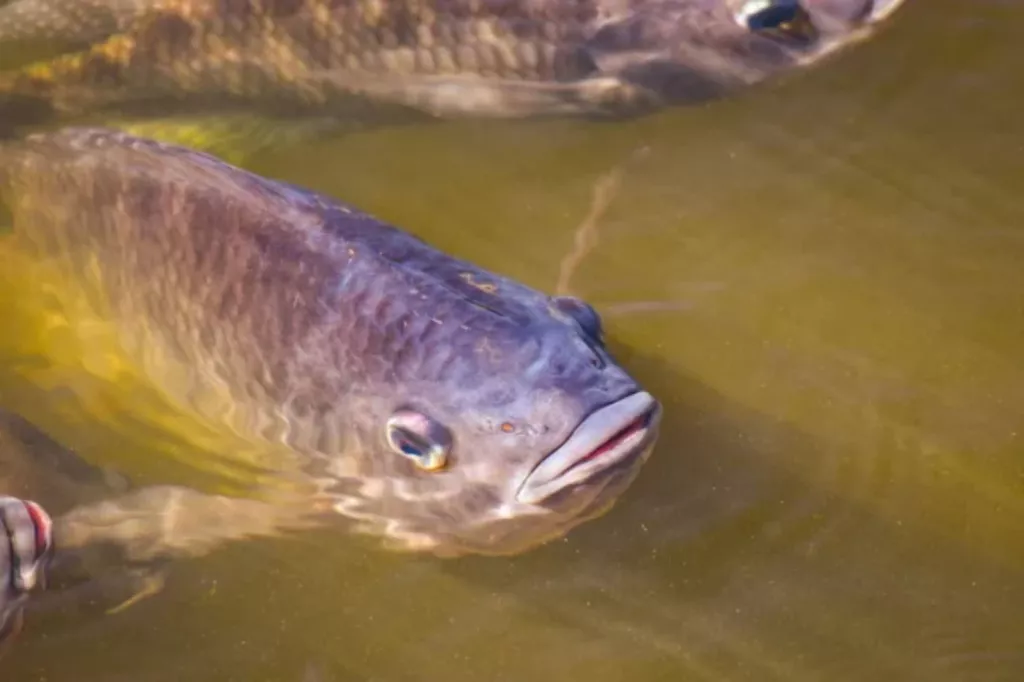 What To Feed Tilapia in Aquaponics & How Much? 🐝