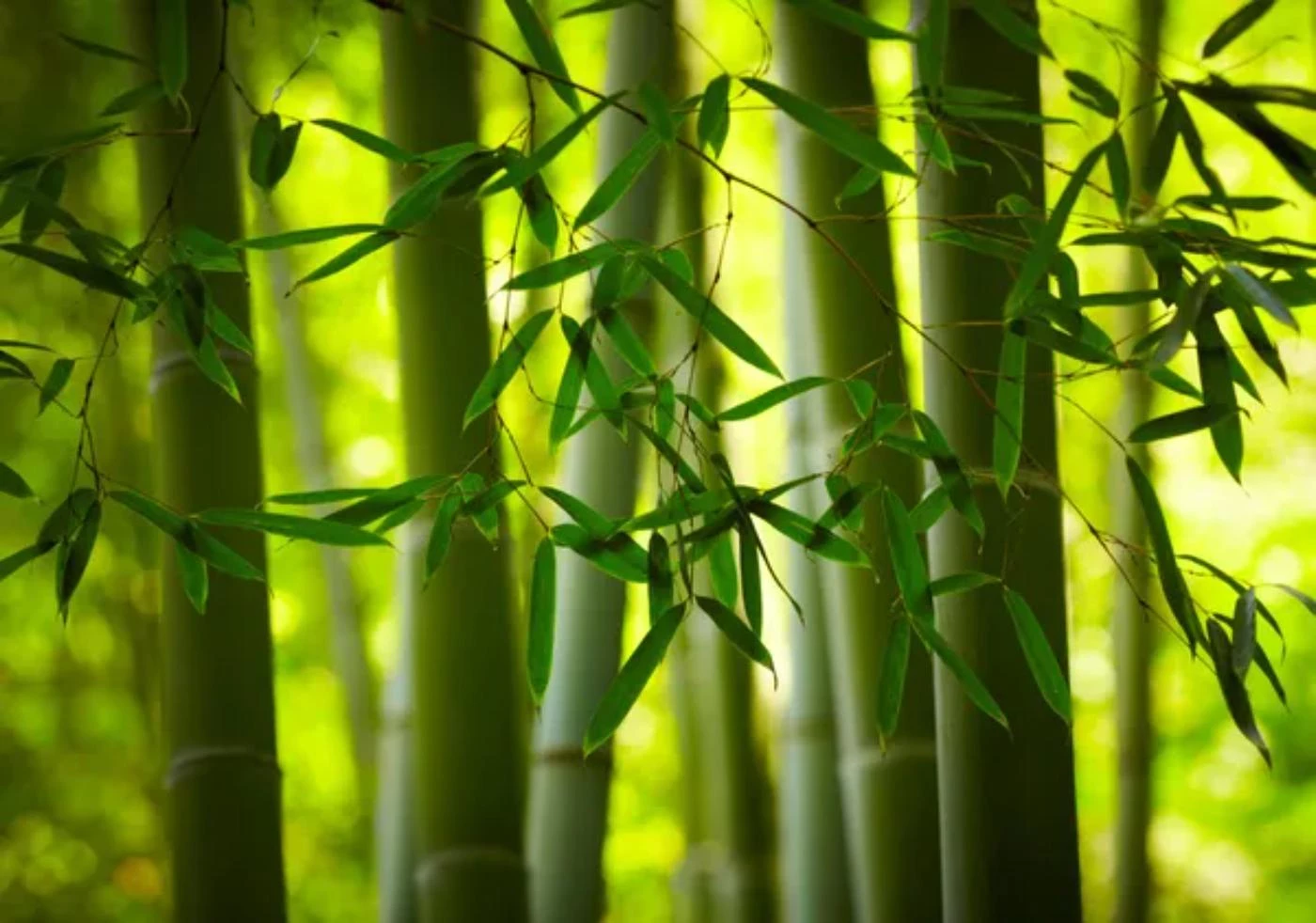 Average Bamboo Growth Rate How to Speed It Up 🐝