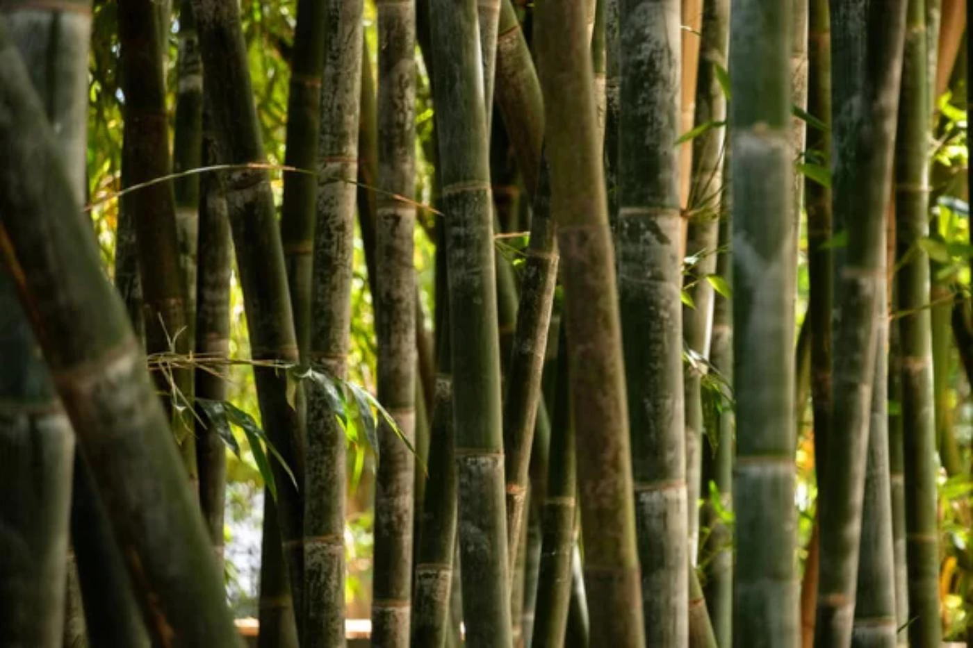 Average Bamboo Growth Rate: How to Speed It Up - 🐝 BootstrapBee.com ...