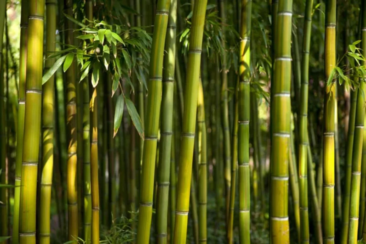 Average Bamboo Growth Rate: How to Speed It Up - 🐝 BootstrapBee.com ...