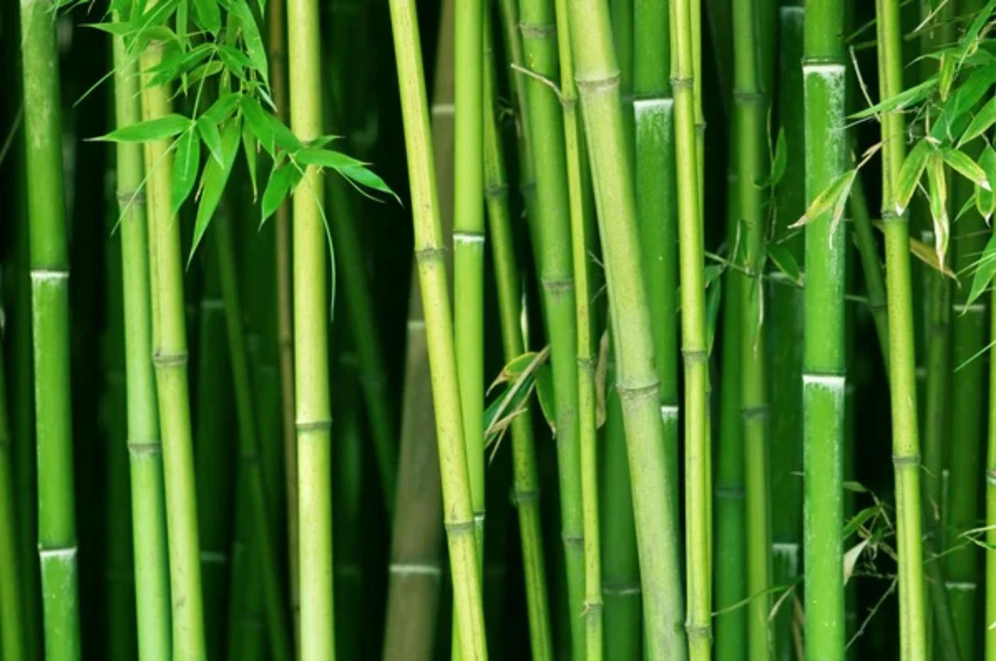 How Many Tons of Bamboo Can You Expect per Acre? - 🐝 BootstrapBee.com ...