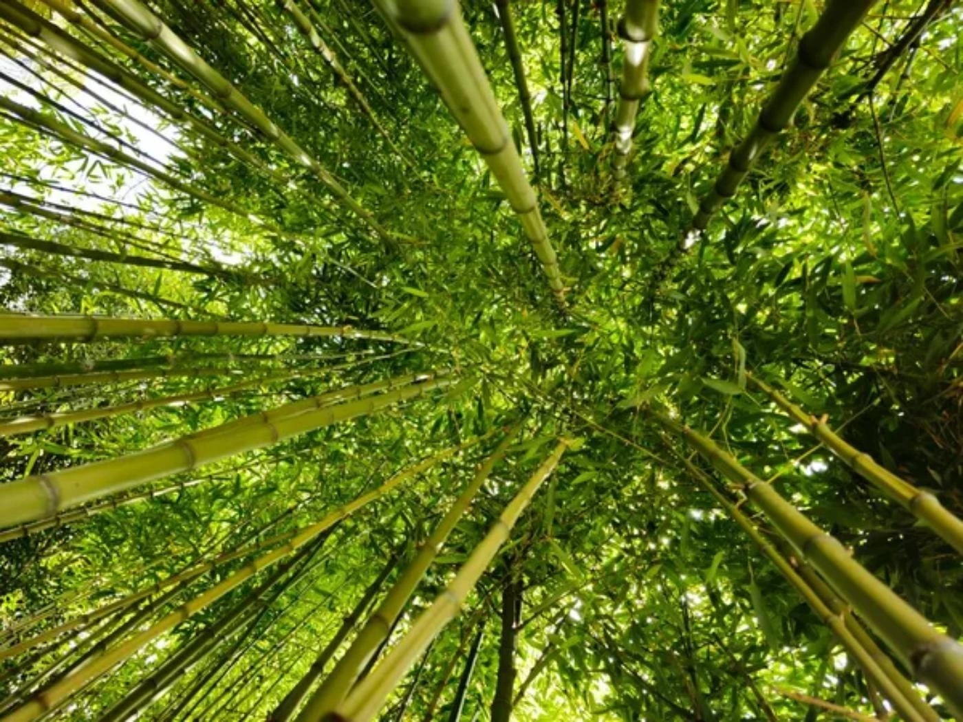 Bamboo Yield per Hectare: What to Expect in Profits - 🐝 BootstrapBee ...