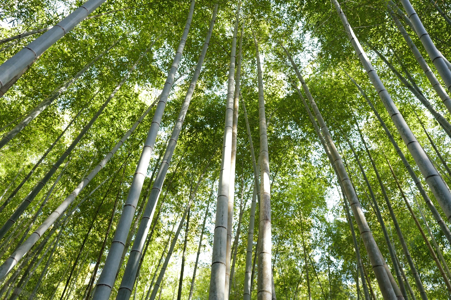 Growing Bamboo in Florida for Profit: A Beginner's Guide - 🐝 ...