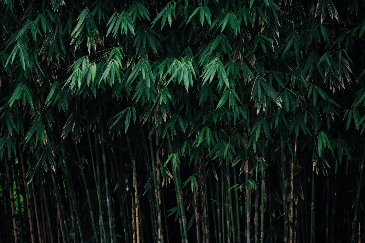 Growing Bamboo for Profit: A Detailed Guide (2024) - 🐝 BootstrapBee.com ...