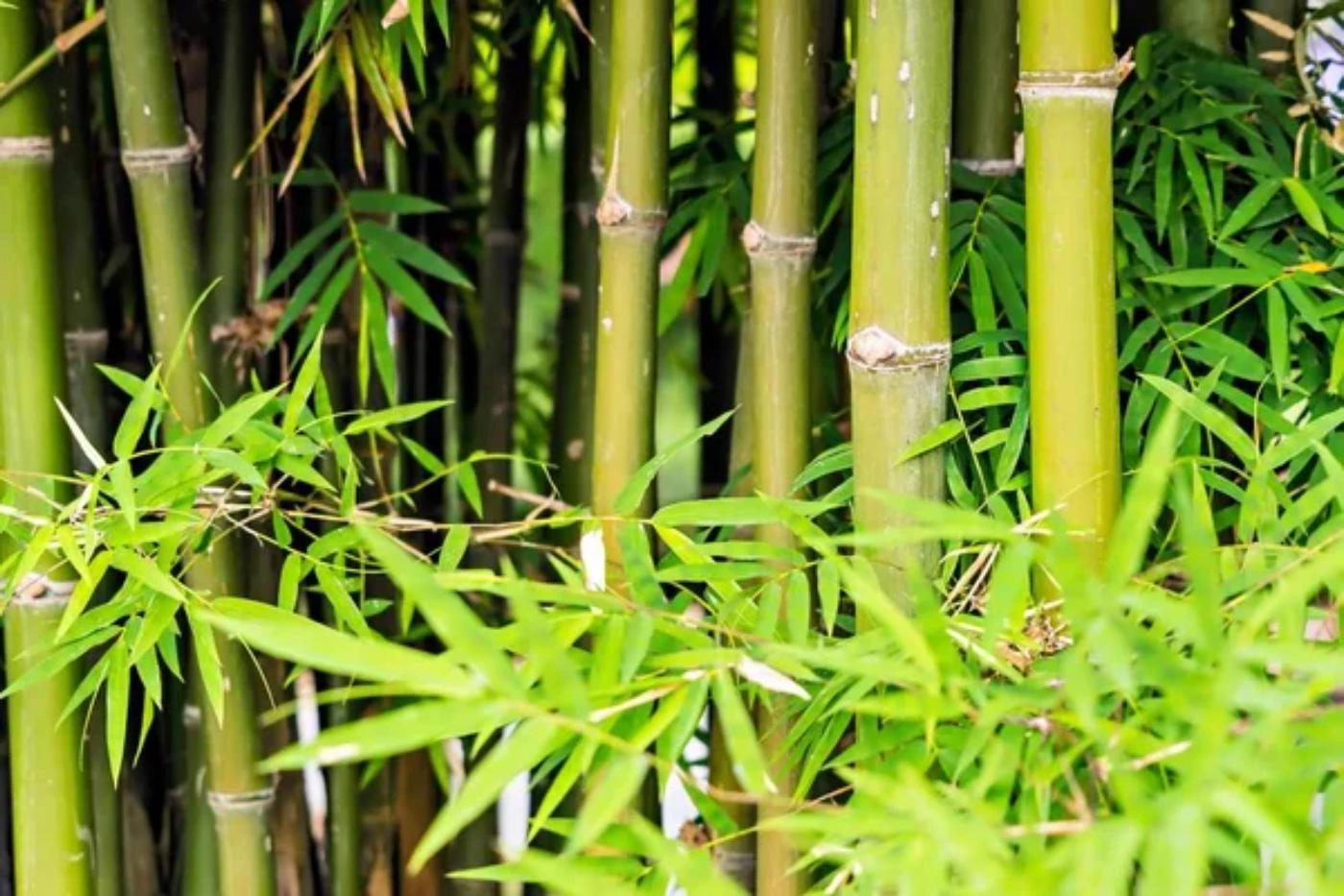 How Much Is Bamboo Worth? (More Than You Think) - 🐝 BootstrapBee.com ...