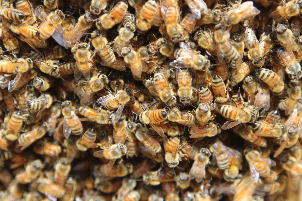 Bearding vs. Swarming: 5 Key Differences Explained - 🐝 BootstrapBee.com ...