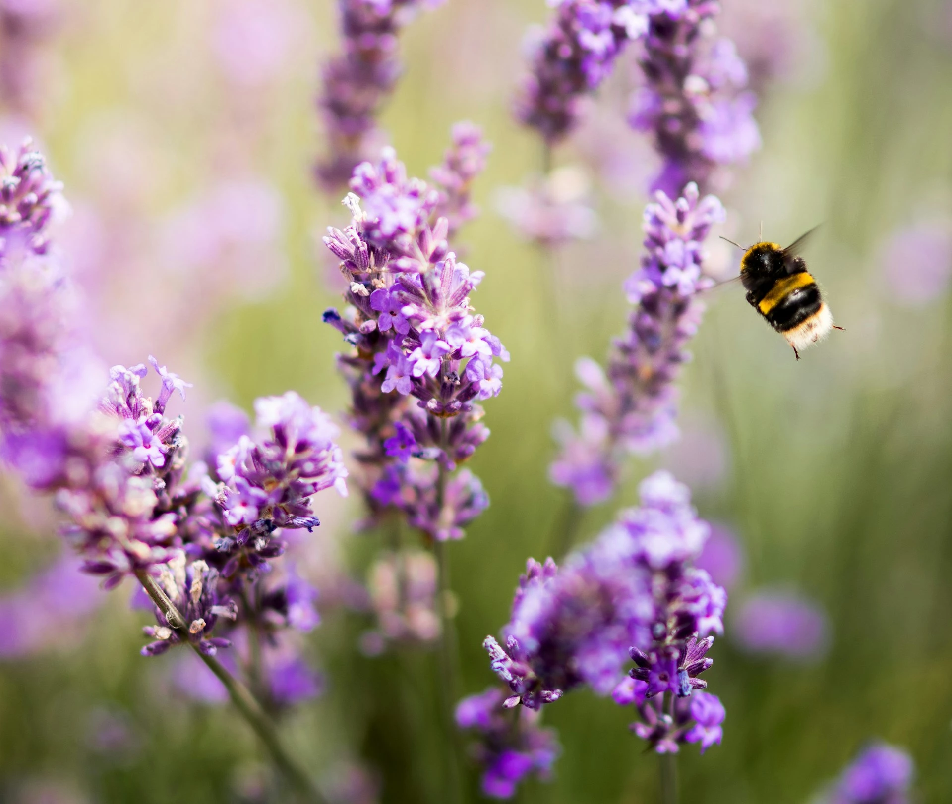 Is Bee Farming Profitable
