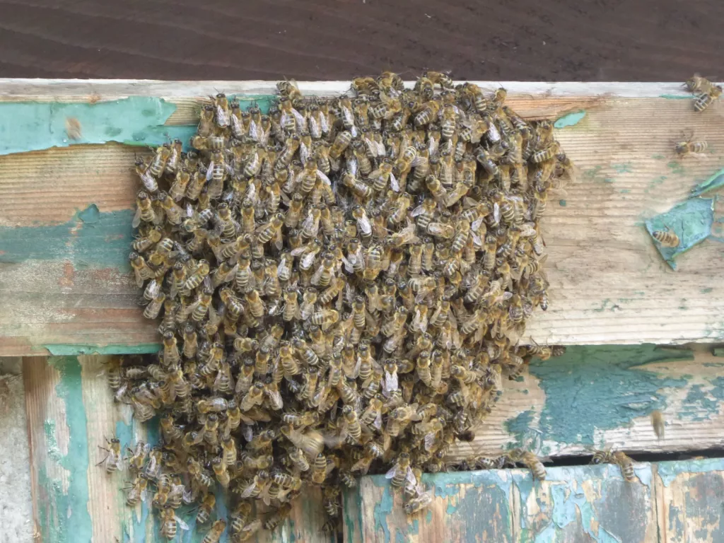 Are Bee Swarms Dangerous? Facts and Fiction Revealed 🐝 BootstrapBee