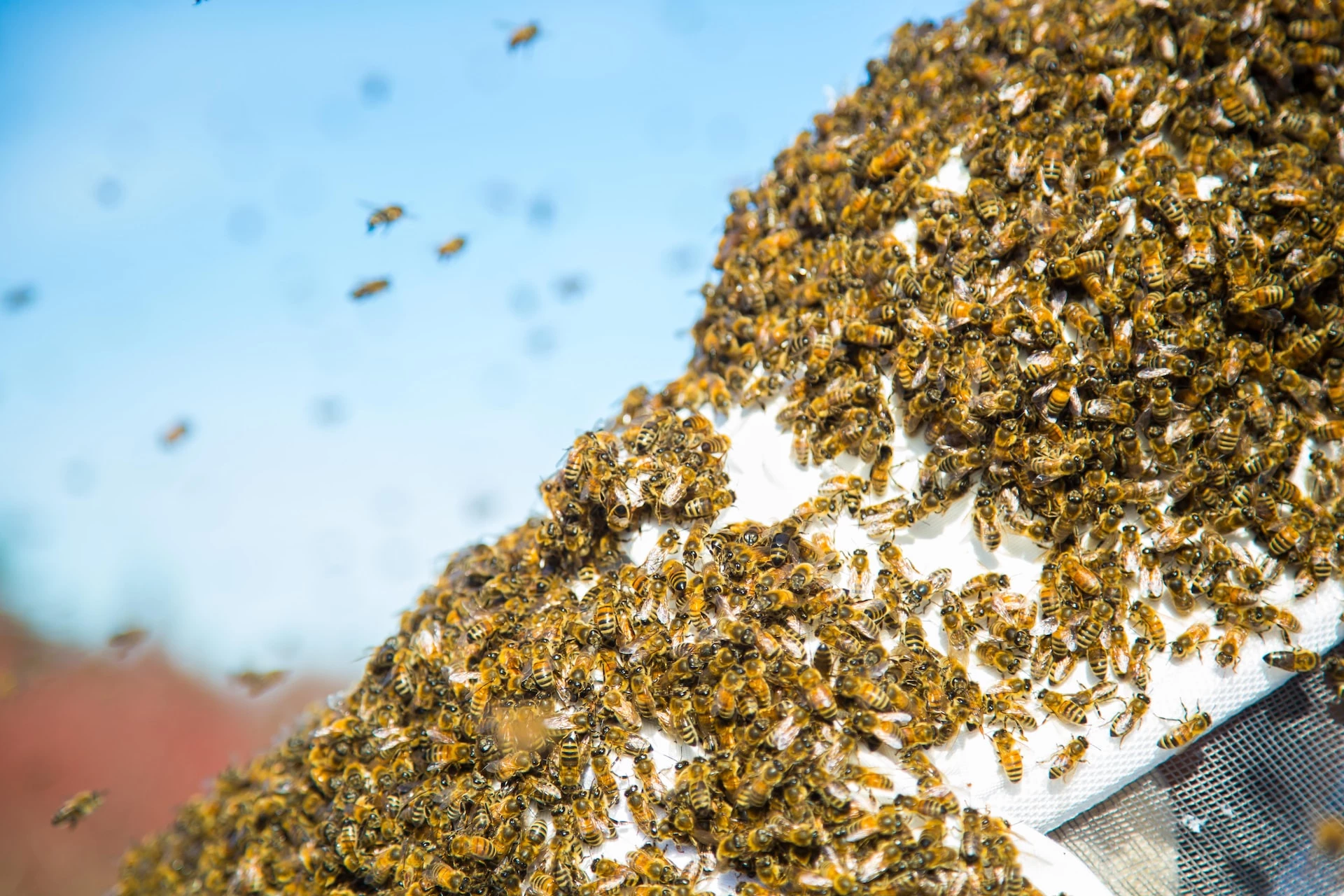 Are Bee Swarms Dangerous? Facts and Fiction Revealed 🐝 BootstrapBee