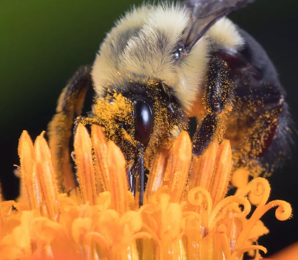Some Bees Can See In the Dark, But Most Can't - 🐝 BootstrapBee.com ...