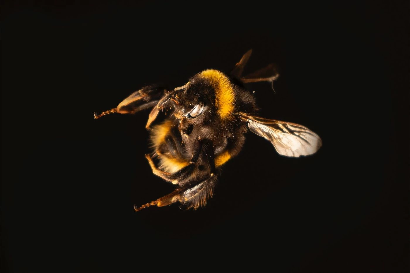 Some Bees Can See In the Dark, But Most Can't - 🐝 BootstrapBee.com ...