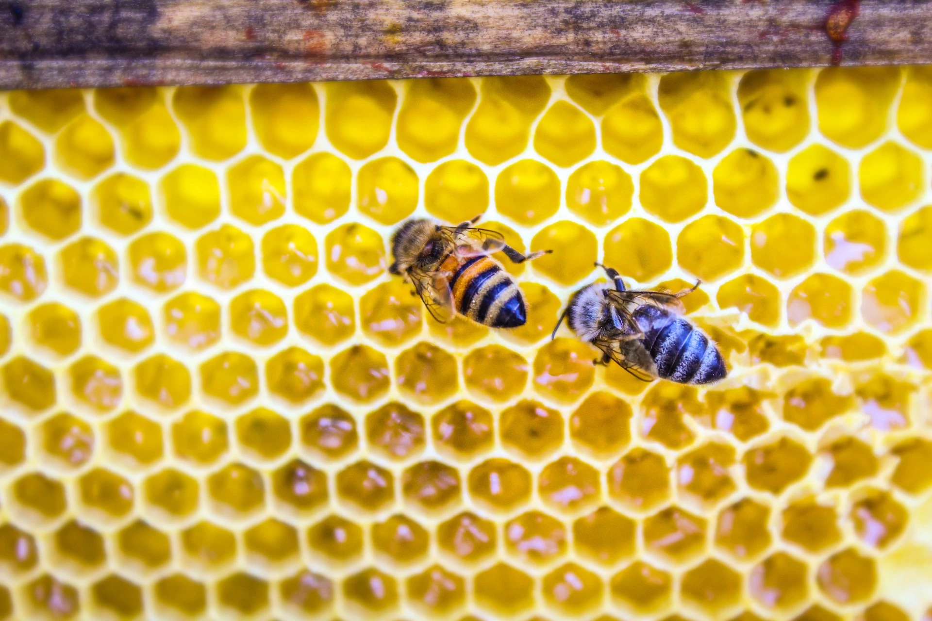 How Much Honey Does A Bee Make (per Day, Year & Lifetime) 🐝 Actionable
