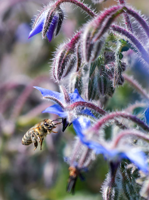 Honey Bee Orientation Flights Vs. Swarming: 8 Key Differences - 🐝 ...