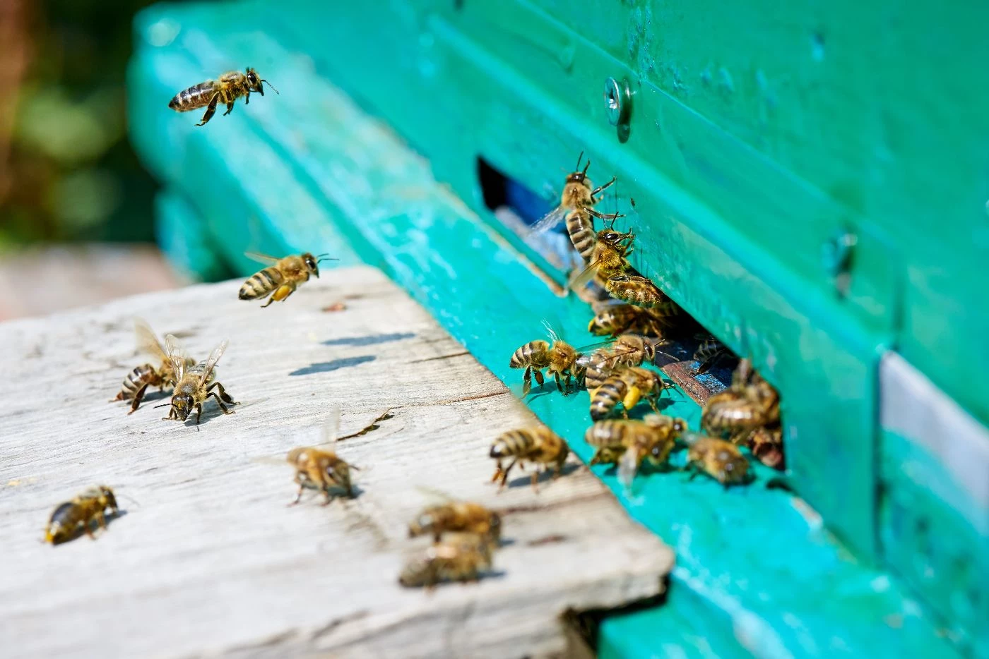 Honey Bees In A Hive 2021 09 02 02 36 35 Utc 1.webp