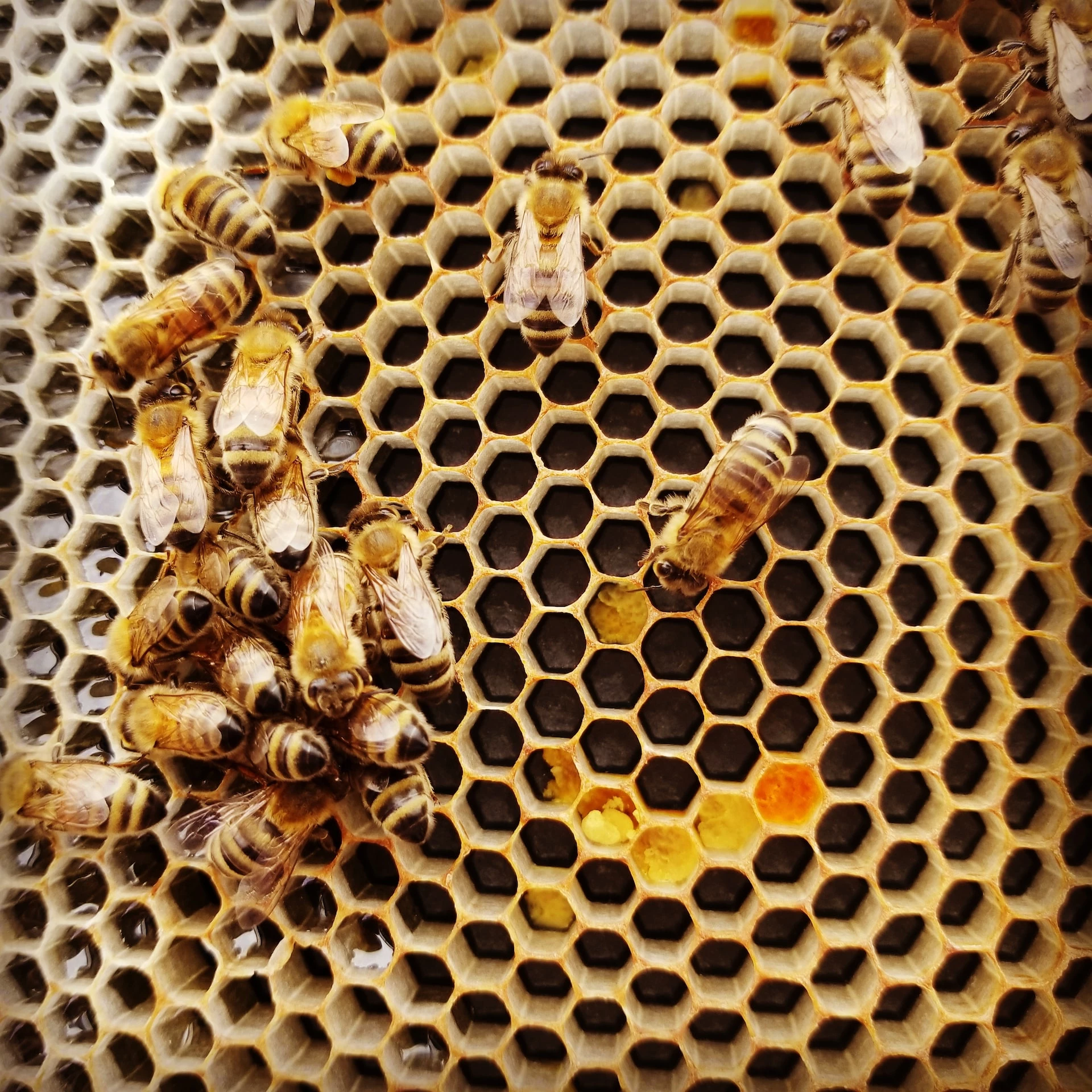 Why do bees make honey?