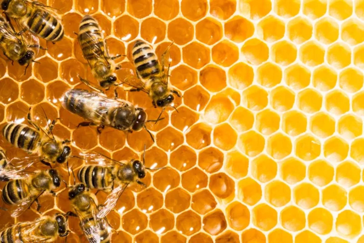 How Do Bees Make Honeycomb Step By Step With Diagram 🐝 Actionable 2380