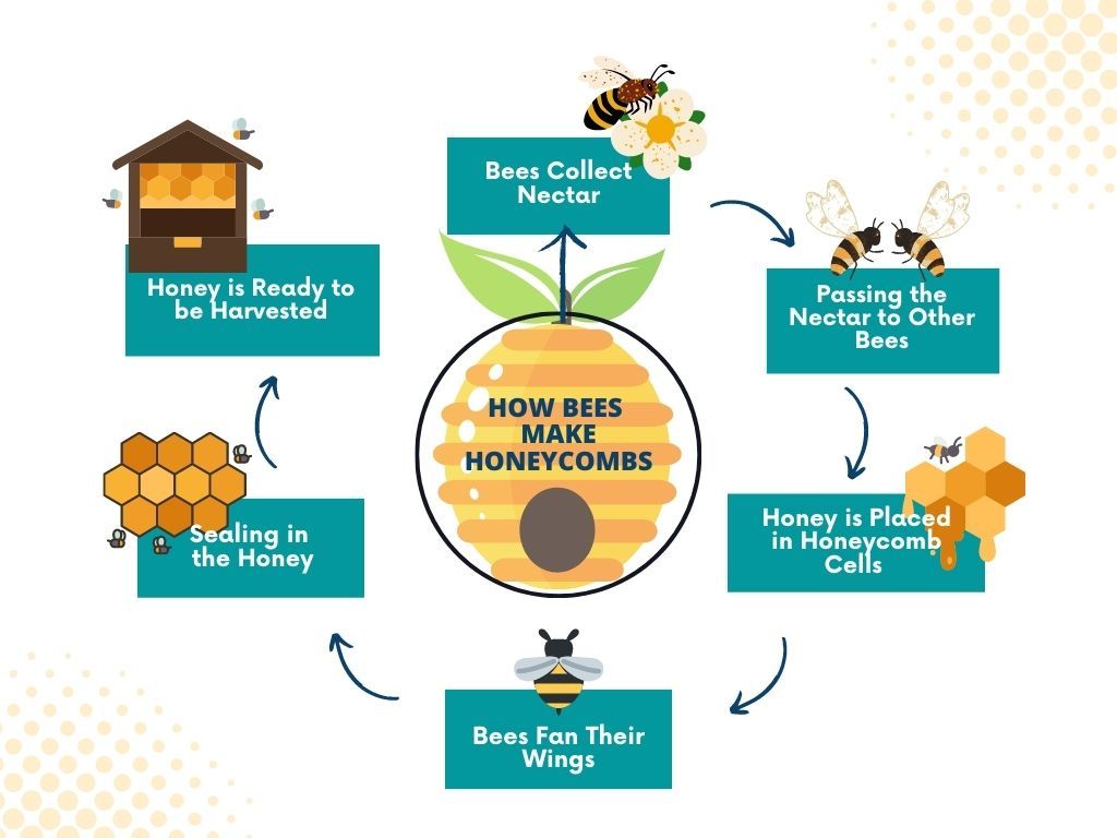 How Do Bees Make Honeycomb Step by Step With Diagram 