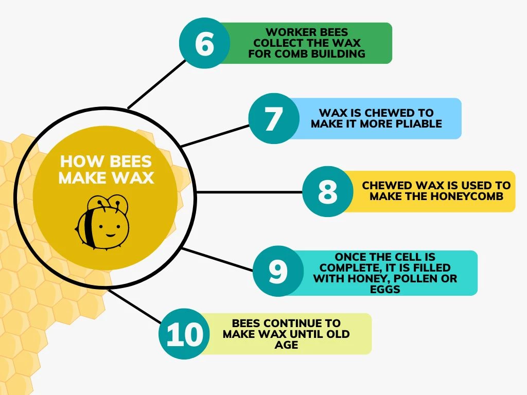 How Do Bees Make Wax? (StepbyStep with Diagram) 🐝