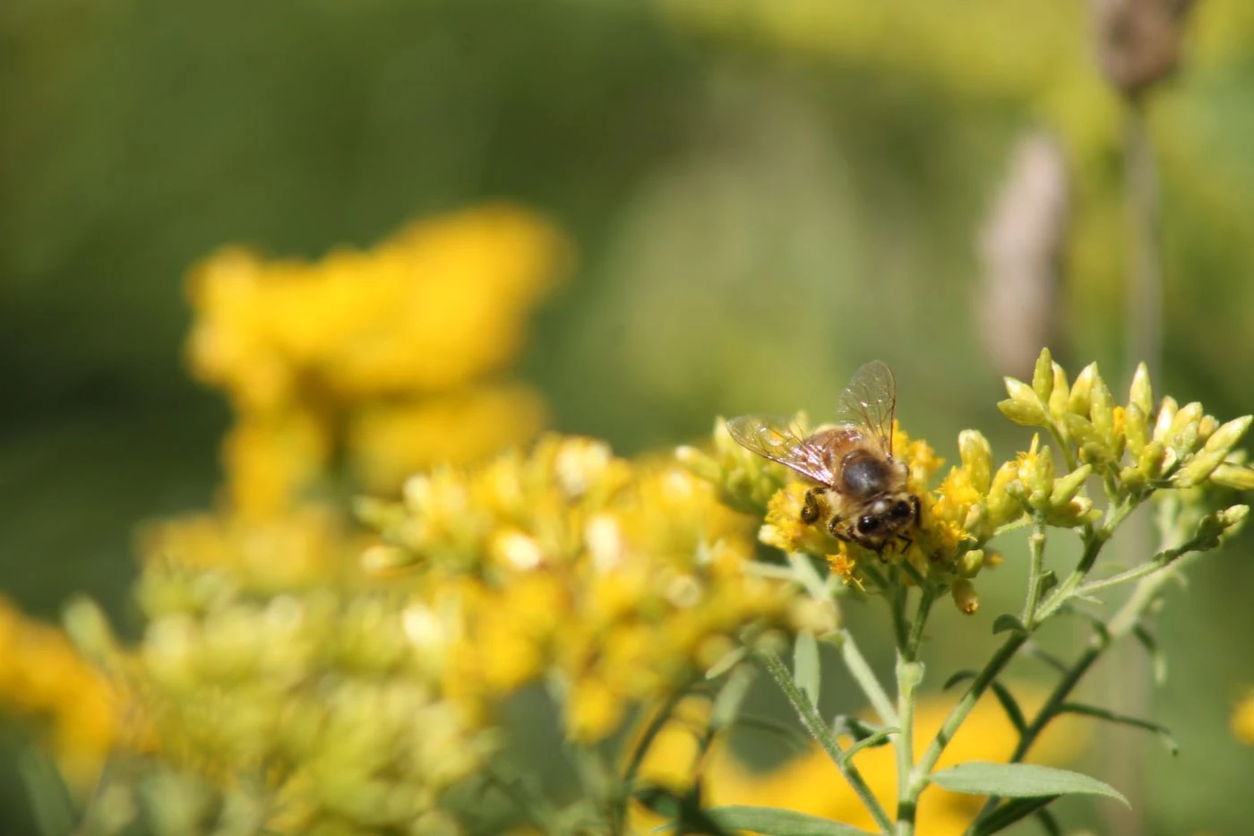 How Many Flowers Does a Bee Visit in its Lifetime? 🐝 Actionable