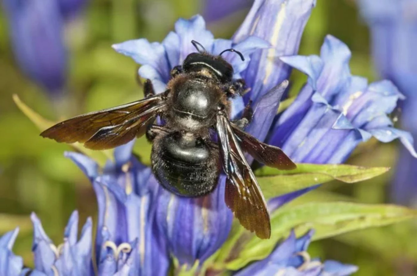 How To Tell If a Carpenter Bee Is Dying (or Just Tired) 🐝