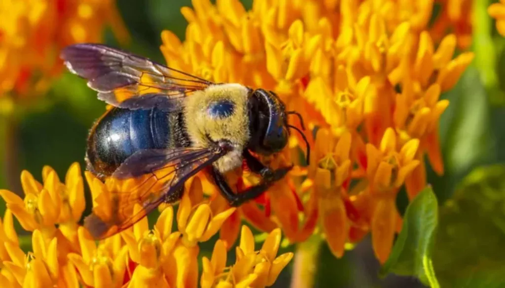 How To Tell If a Carpenter Bee Is Dying (or Just Tired) 🐝