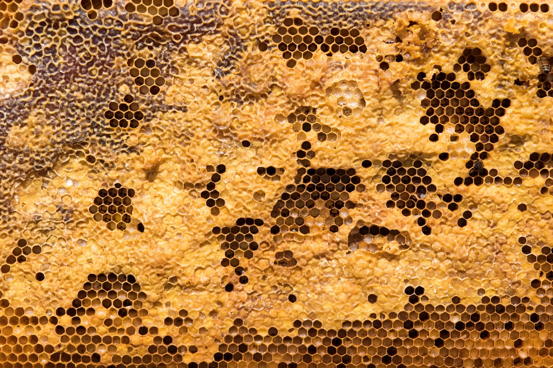 Is Harvesting Beeswax Harmful to Bees? (Vegan or Not) 🐝 BootstrapBee