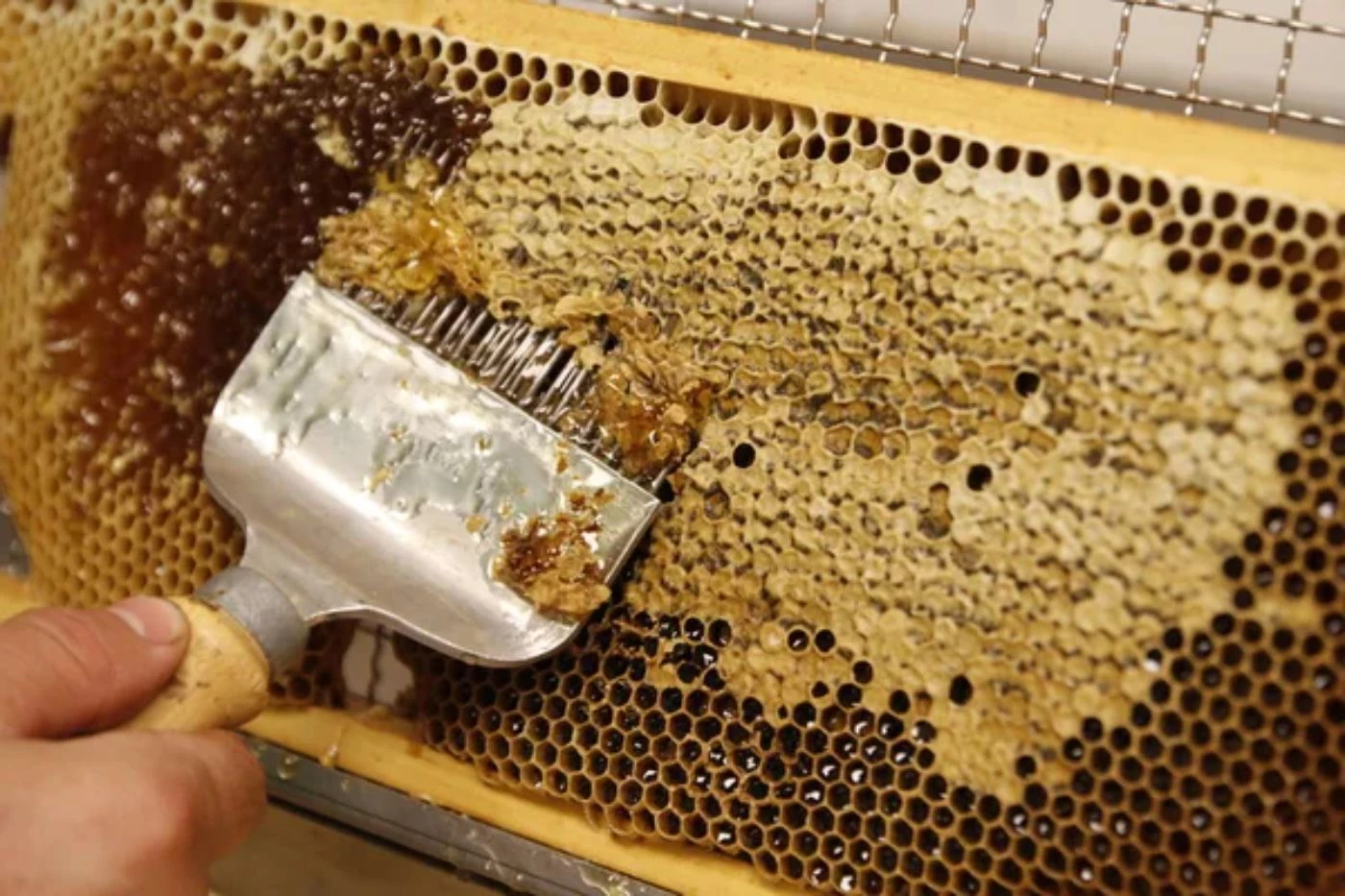 Is Harvesting Beeswax Harmful to Bees? (Vegan or Not) 🐝 BootstrapBee
