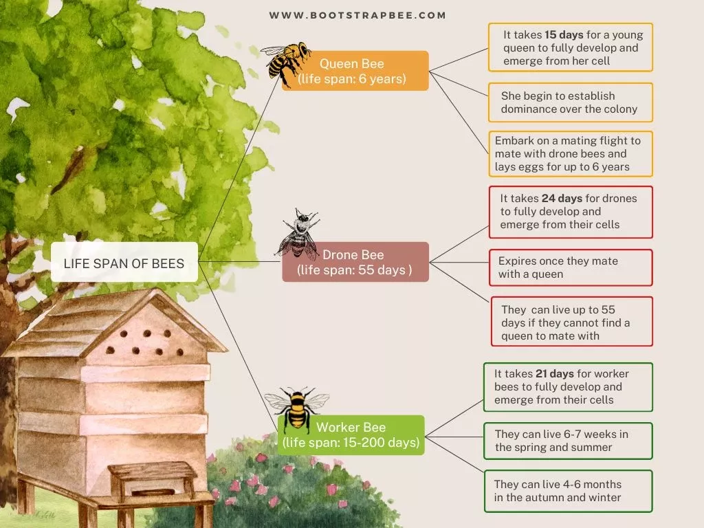 Lifespan of a Honey Bee (Worker, Queen & Drone) 🐝
