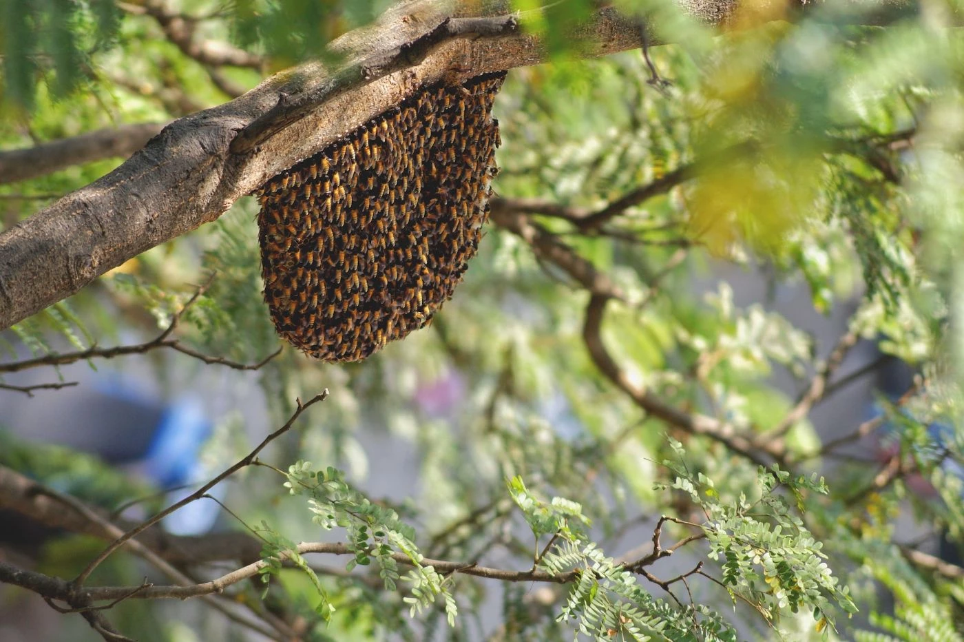 natural beehive construction