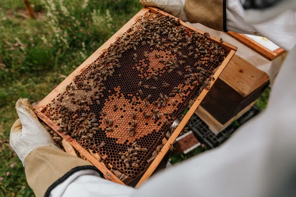 How Much is a Beehive Worth? It's more than you think 🐝