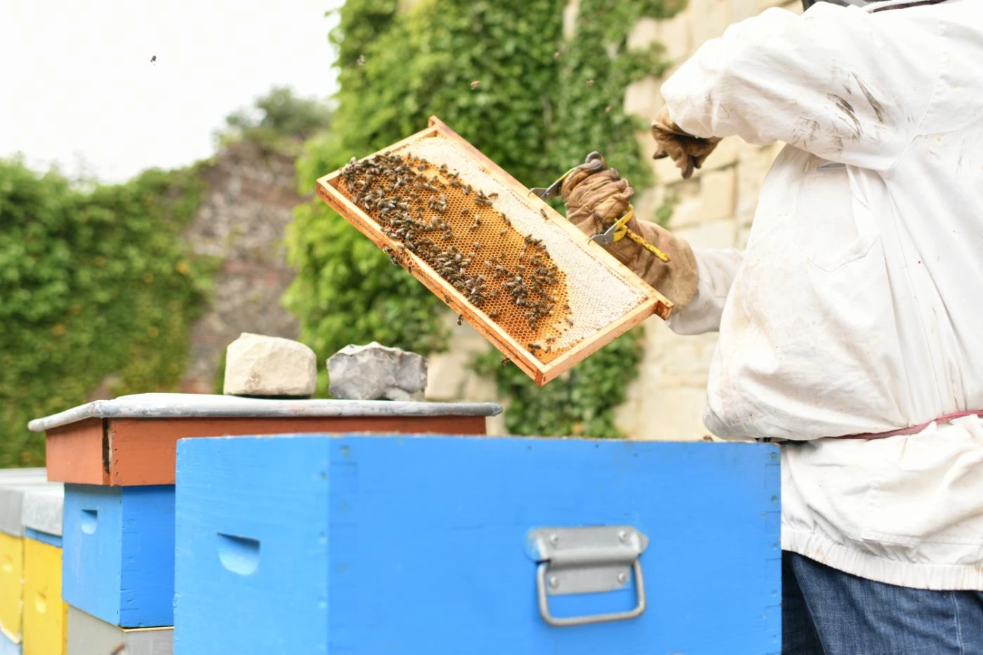 2023's Best States for Beekeeping