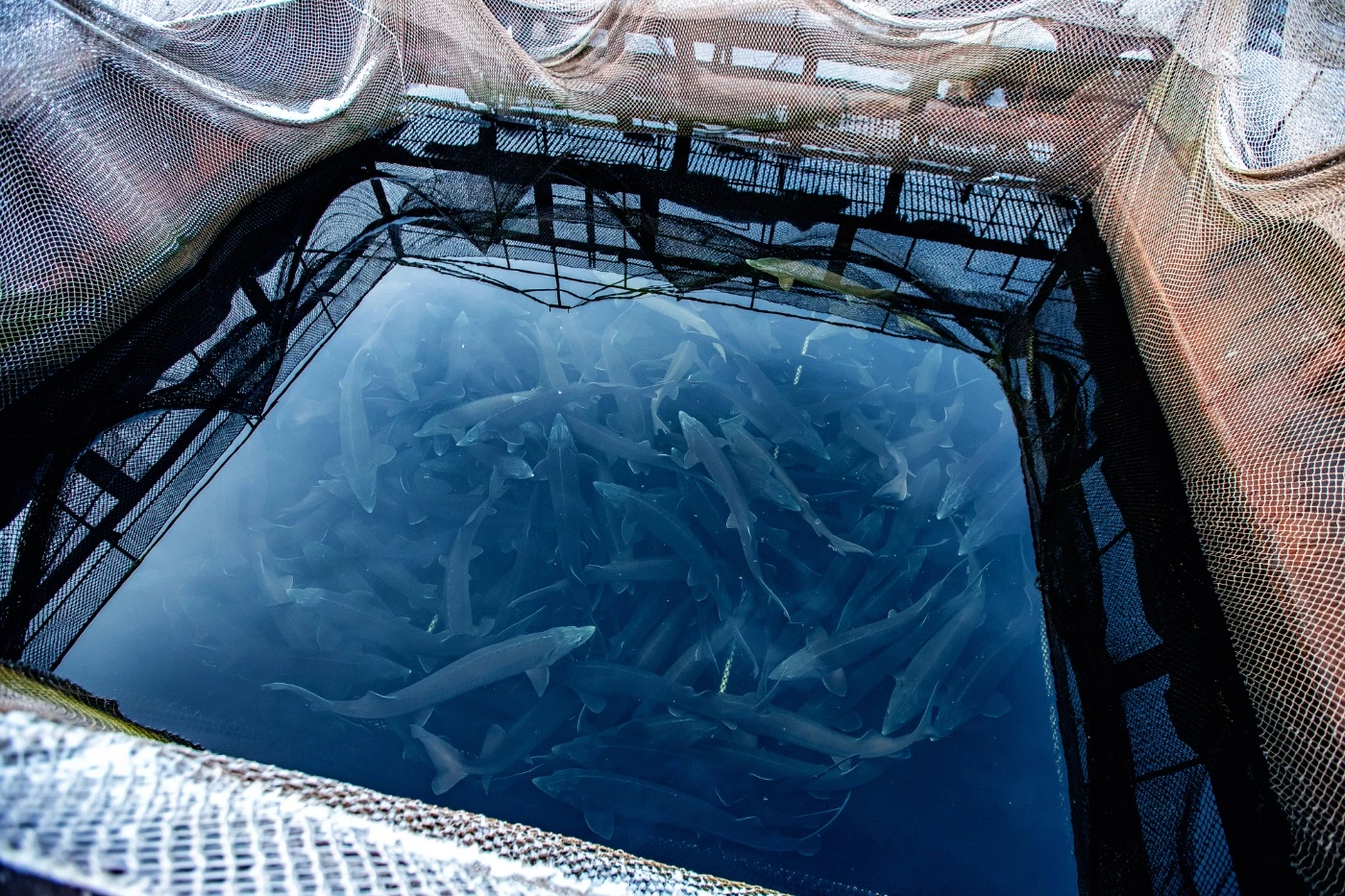 Fish Farm Equipment You'll Need (with Costs Breakdown) 🐝 BootstrapBee