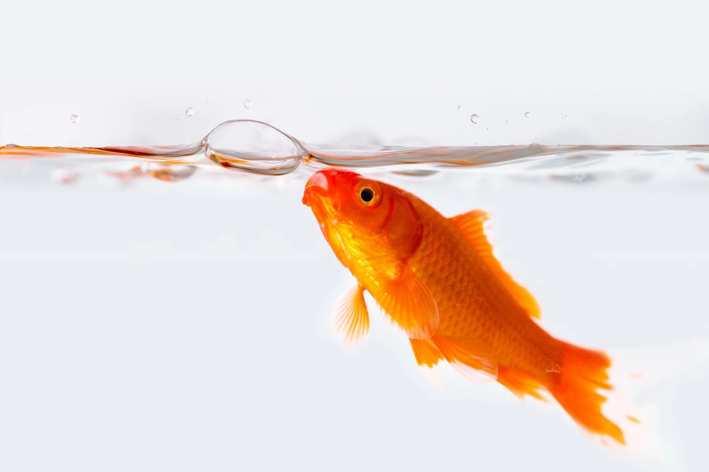 Fish Farm Equipment You'll Need (with Costs Breakdown) - 🐝 BootstrapBee ...