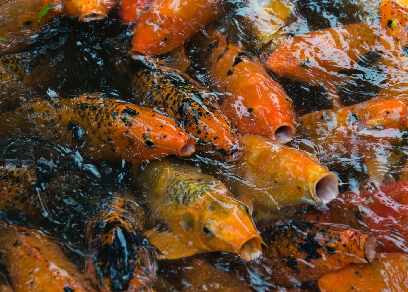 is-fish-farming-profitable-full-cost-profit-breakdown
