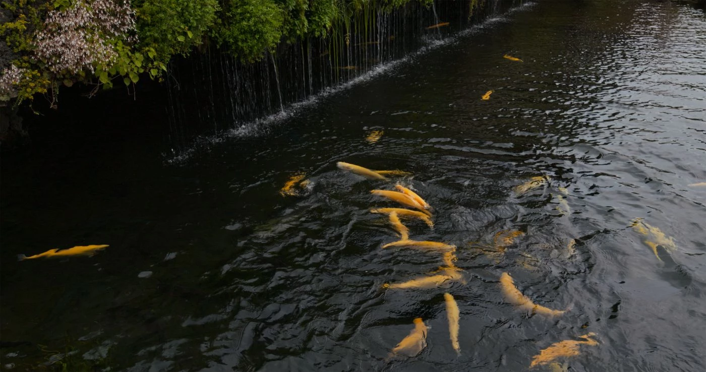 Minimum Pond Size for Fish Farming (Catfish, Tilapia, More) 🐝