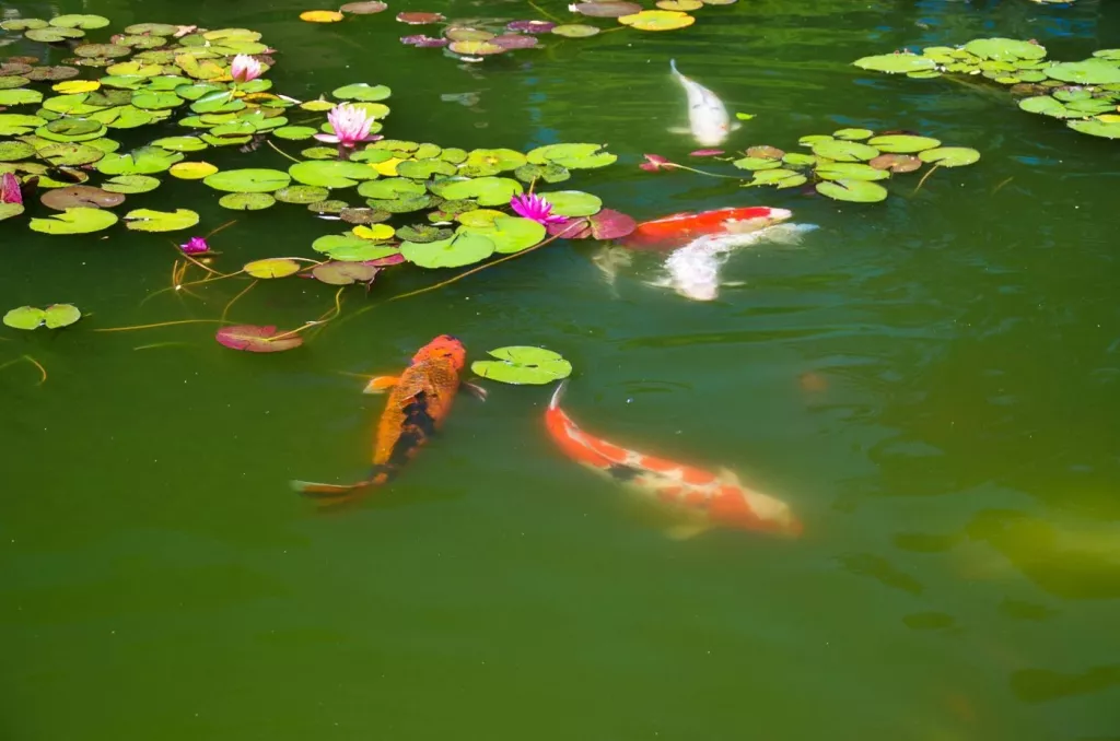 minimum-pond-size-for-fish-farming-catfish-tilapia-more