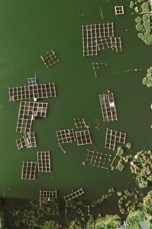 The Requirements for Fish Farming (Detailed Overview) 🐝 Actionable