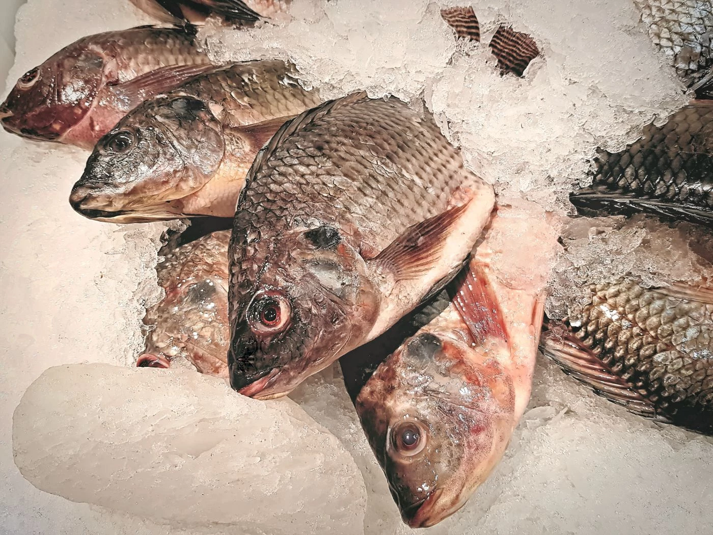 Tilapia Farming in the Philippines Cost & Profit 2023 🐝 BootstrapBee