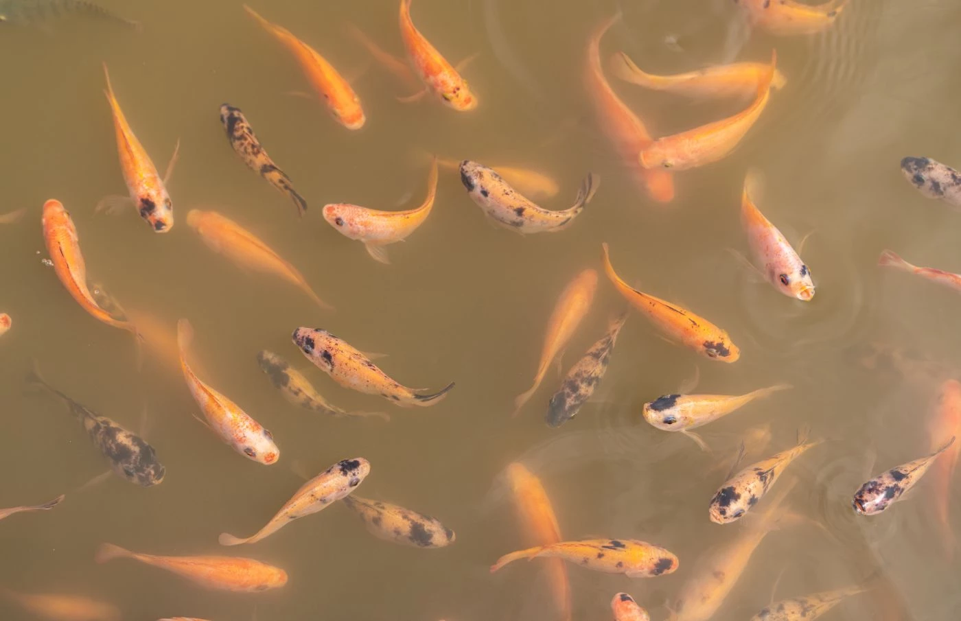 Tilapia Farming in the Philippines Cost & Profit 2023 🐝 BootstrapBee